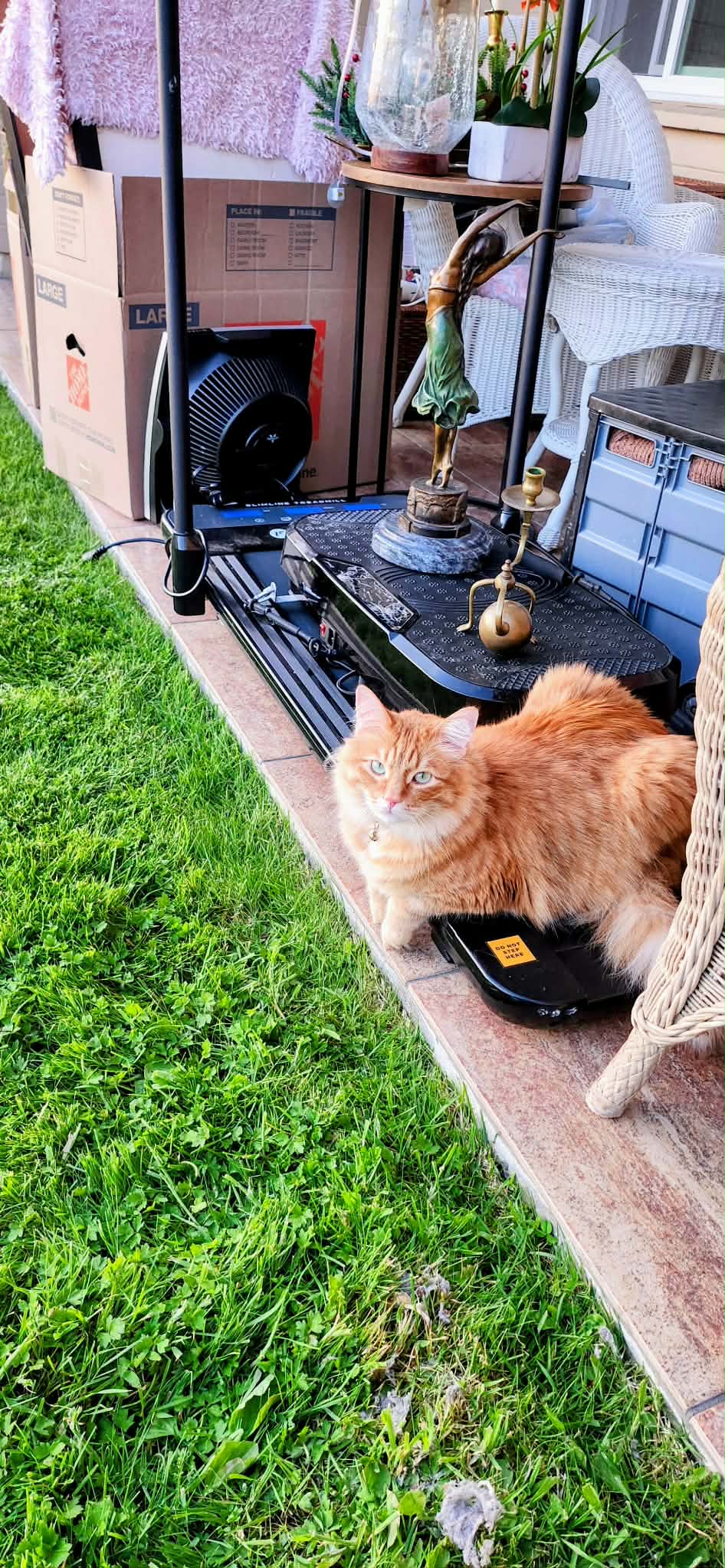 Friendly neighborhood cat supervising the Black Crow Moving crew during a residential move